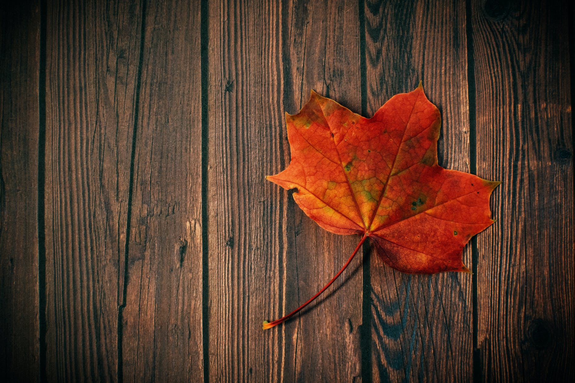 autumn leaf board colors dark